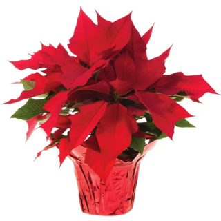 A live poinsettia plant in a planter