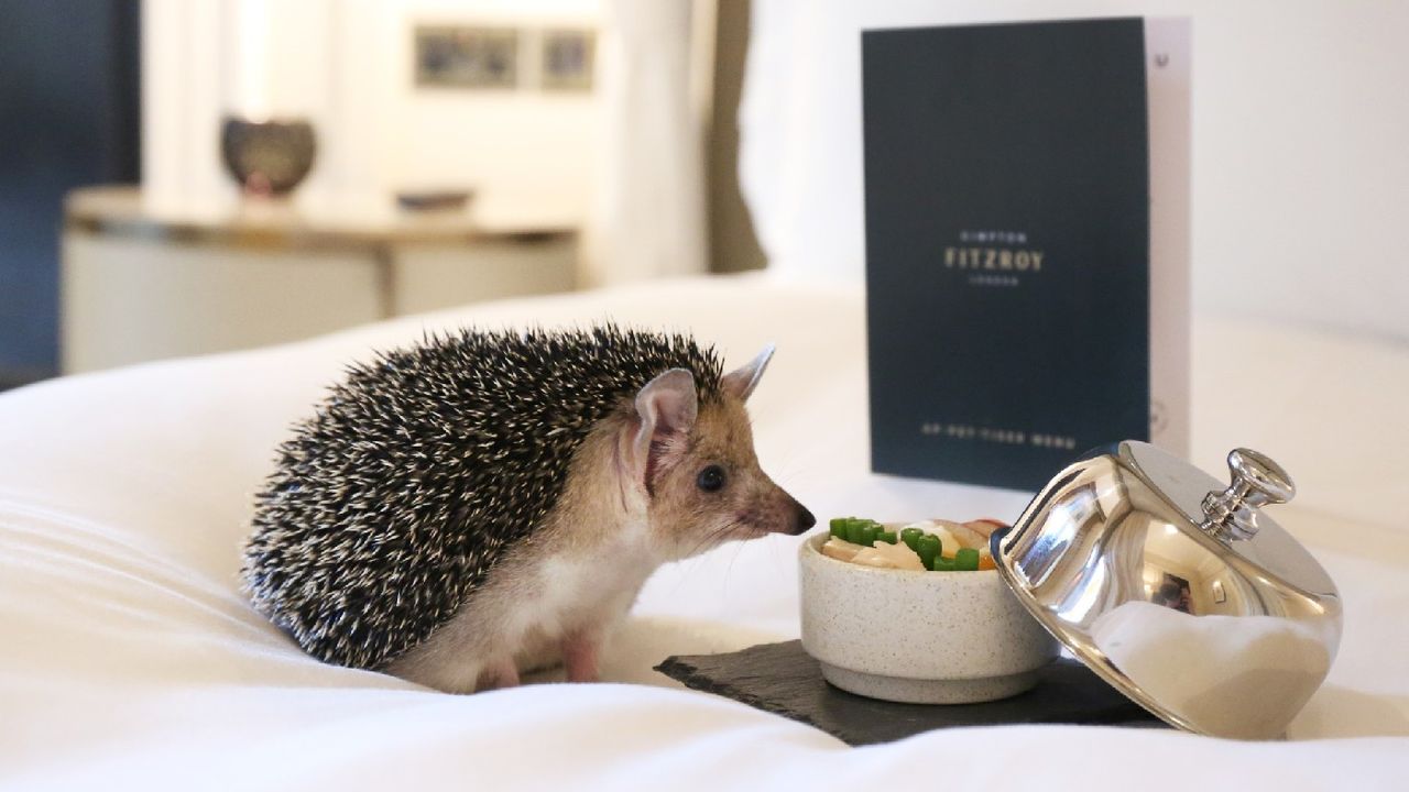 Hedgehog tucking into room service