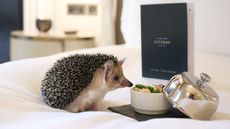 Hedgehog tucking into room service