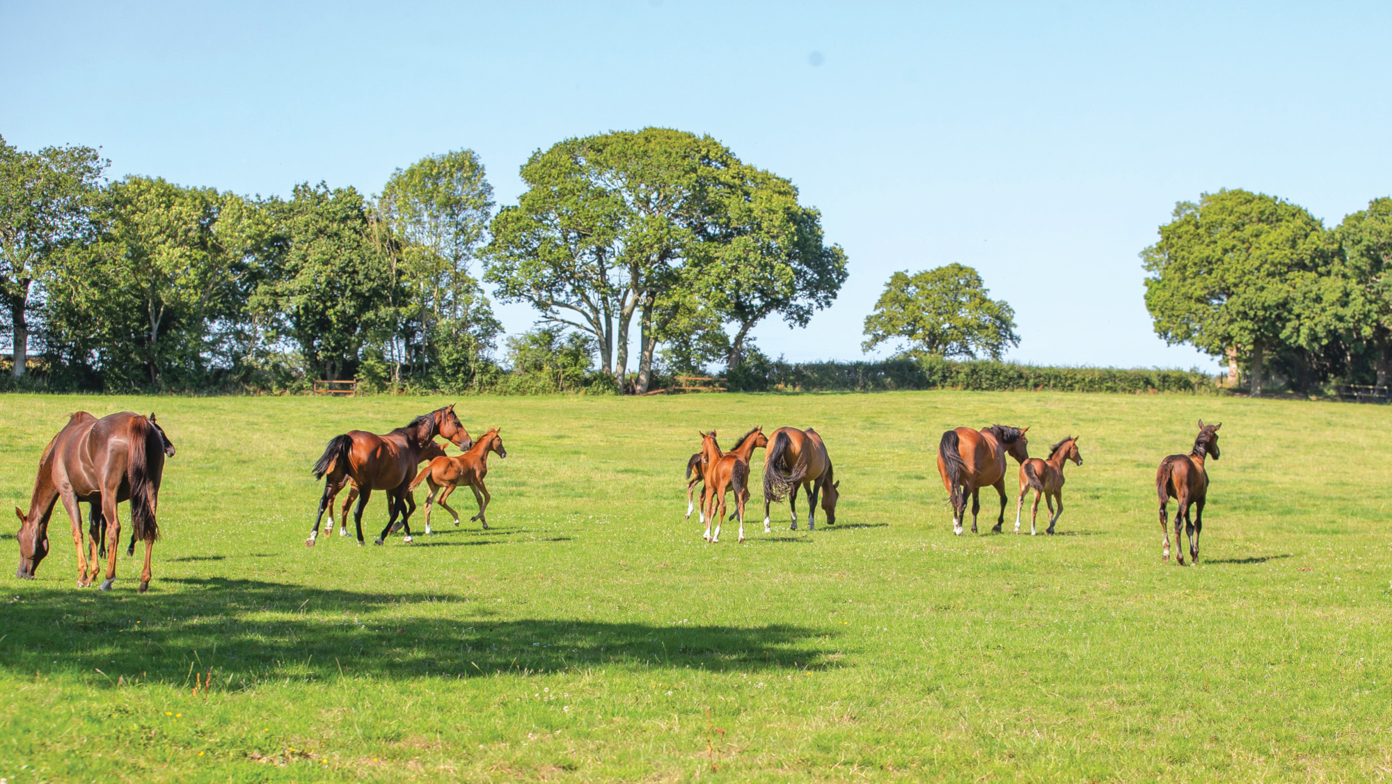Pictured mares and foals grazing in a field. 