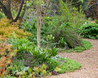 rosemary alexander spring woodland garden with snaking gravel path