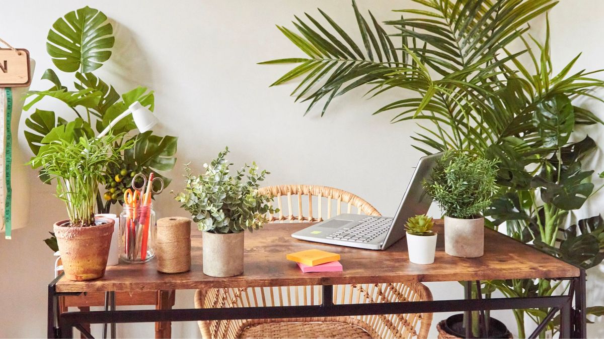 The best plants for an office desk | My Imperfect Life