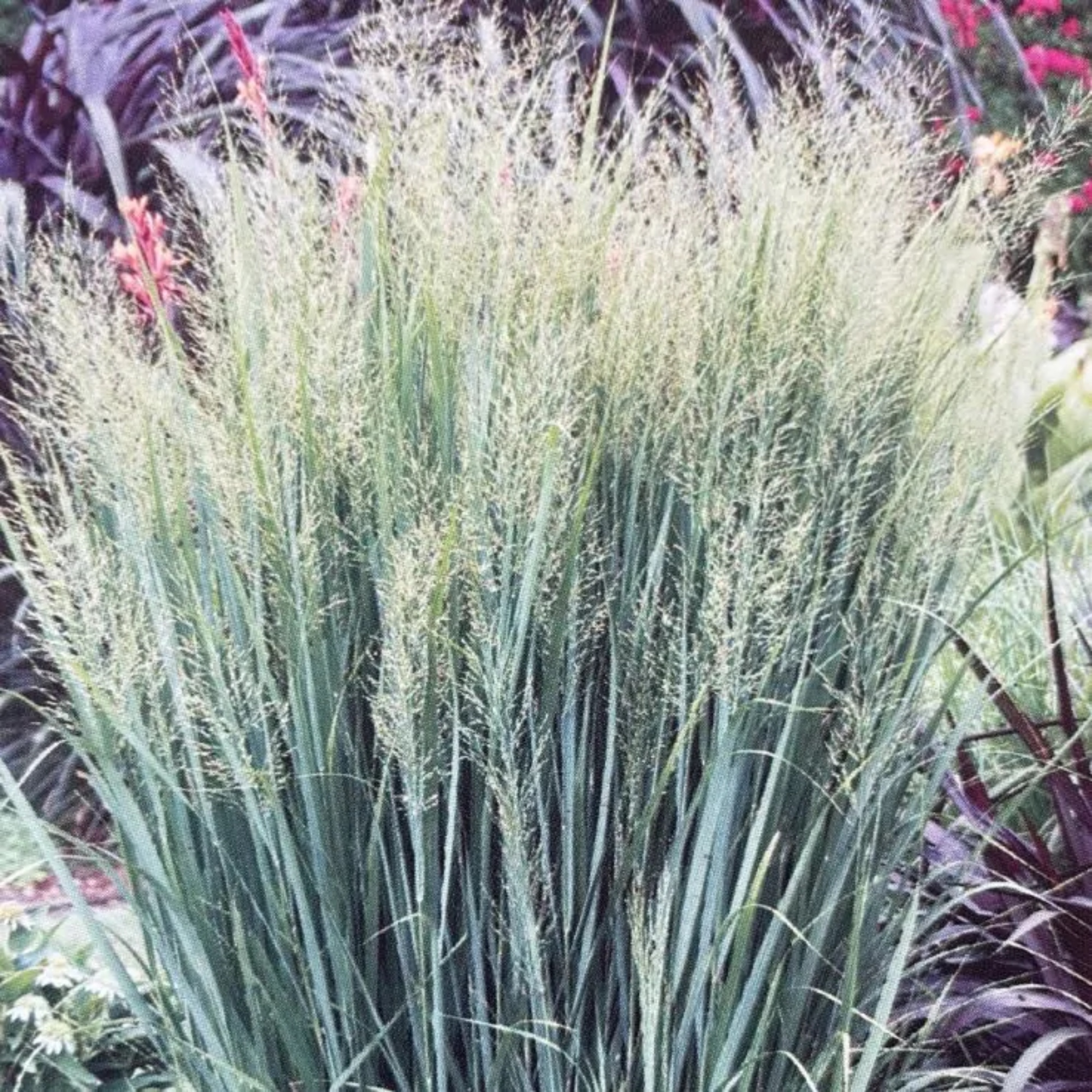 Panicum Virgatum Northwind, Switch Grass