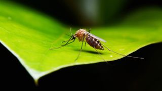 A mosquito sitting on a leaf of a plant
