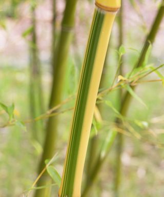 Phyllostachys bambusoides ‘Castillon’