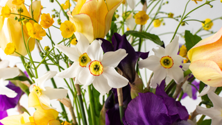 Bouquet of spring flowers, Irises and yellow ranunculus, yellow tulips with white daffodils