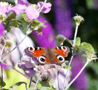 wildlife garden butterfly on flower