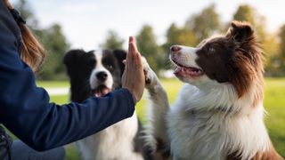 Border collie giving woman high five