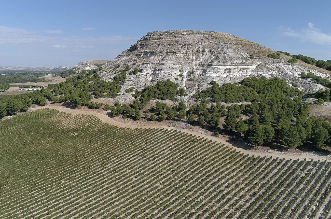 Bodegas Protas vineyards