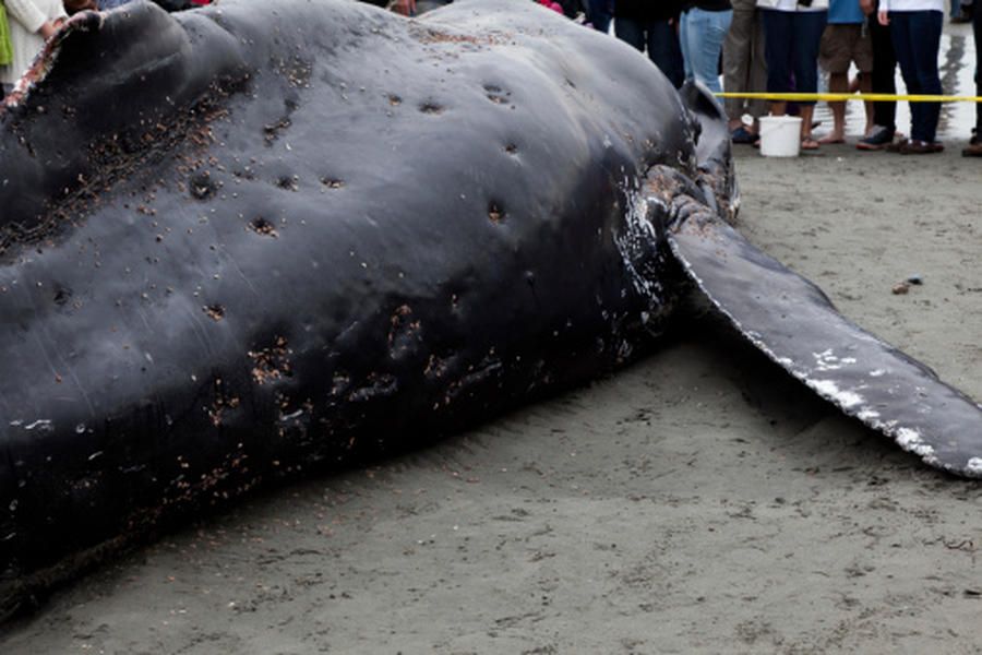 Fraternity members graffiti beached whale carcass