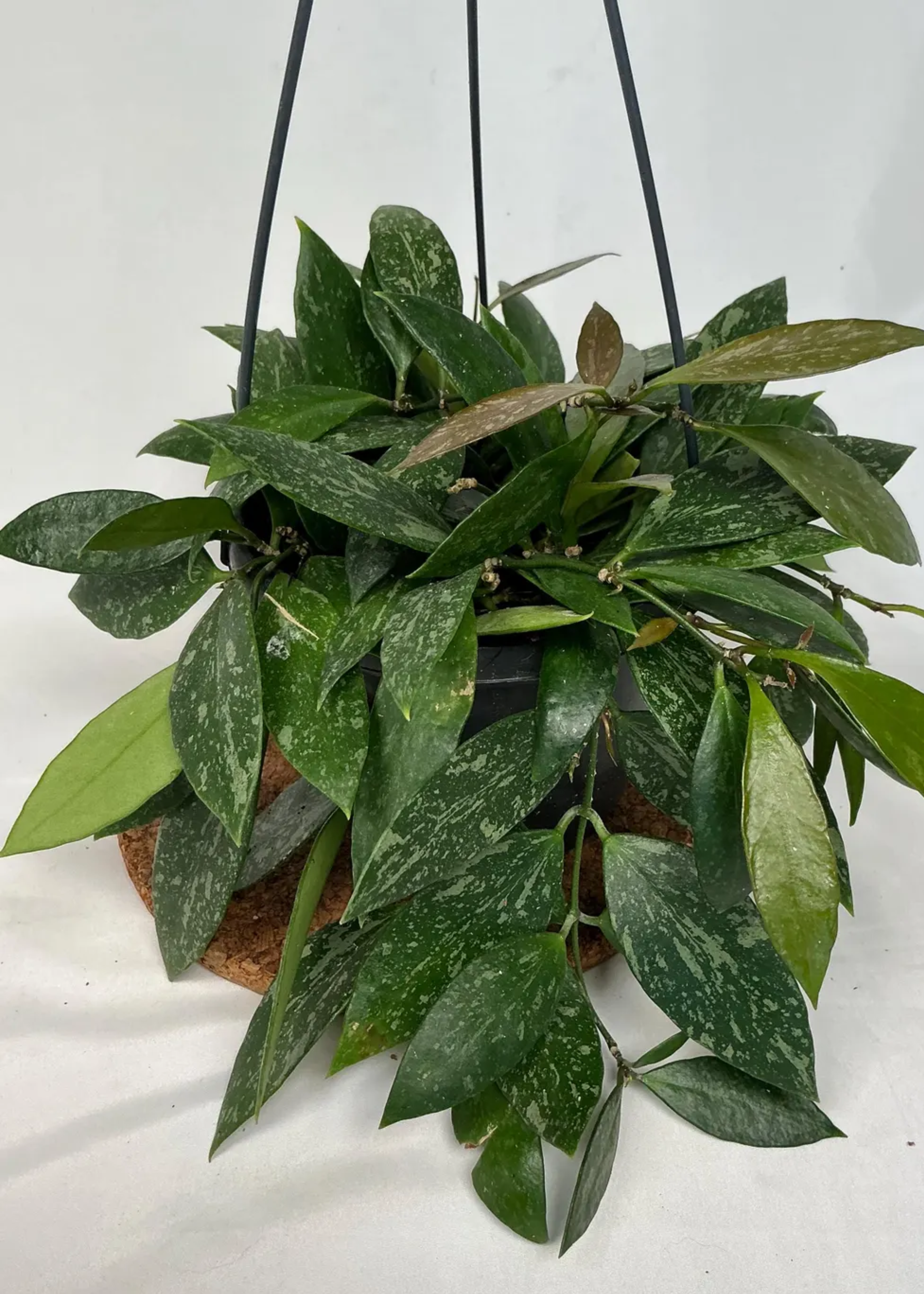 A hanging planter with hoya gracilis