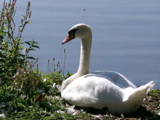 A swan sitting on a grassy bank at the edge of a lake