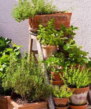 potted herbs on ladder