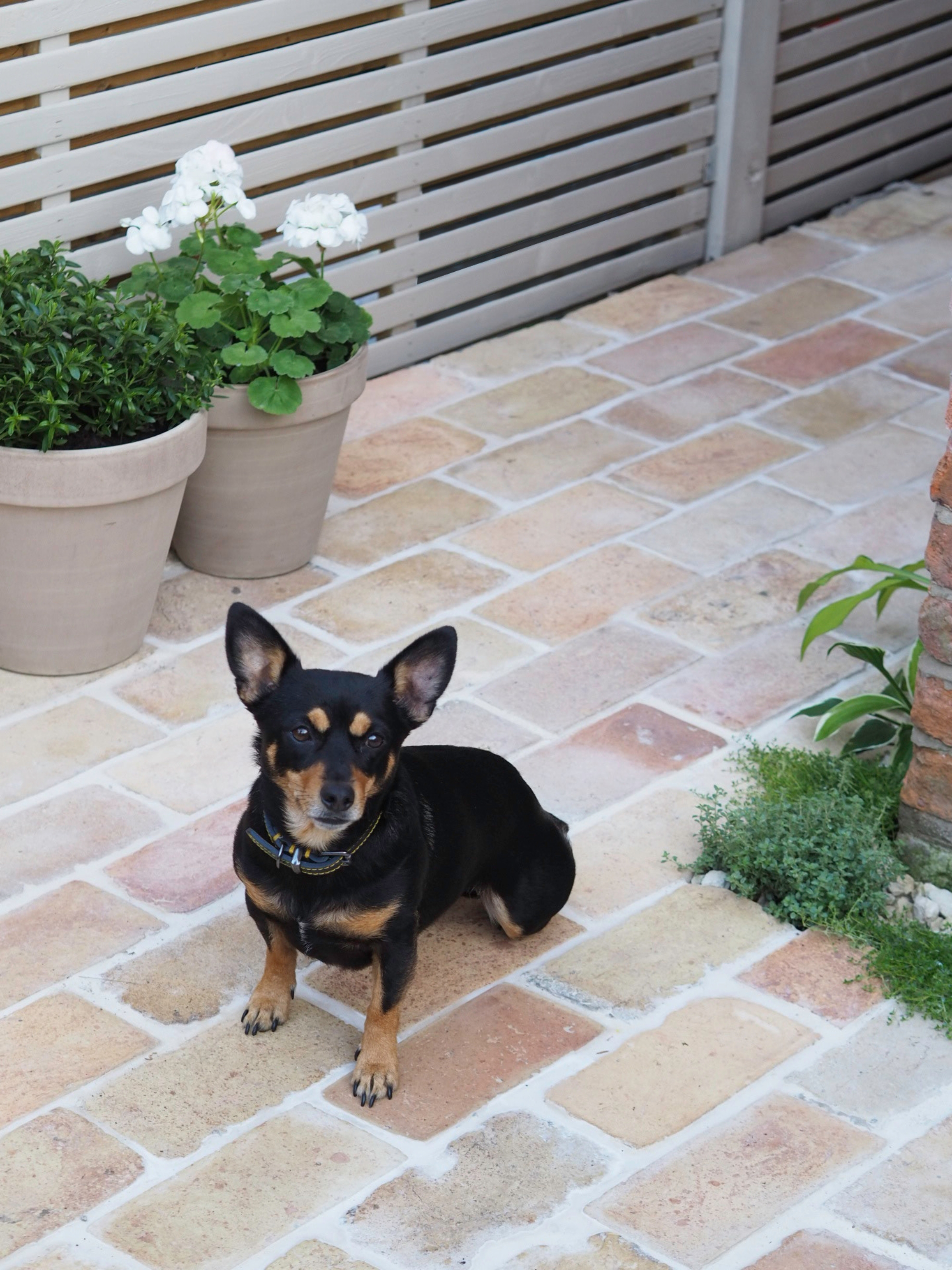 a small mediterranean garden with a brick floor and slatted modern fence, a dog sits on the floor