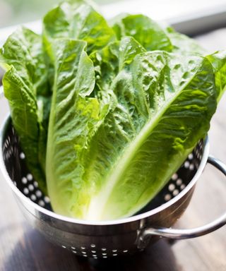 Fresh romaine lettuce salad leaves in metal colander