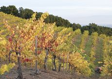 California, Ridge Vineyards Monte Bello