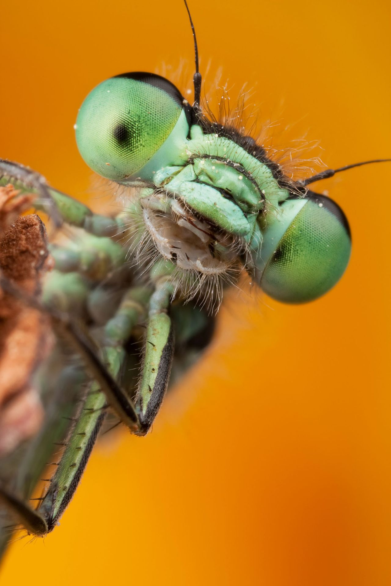 Male Blue-tailed damselfly.