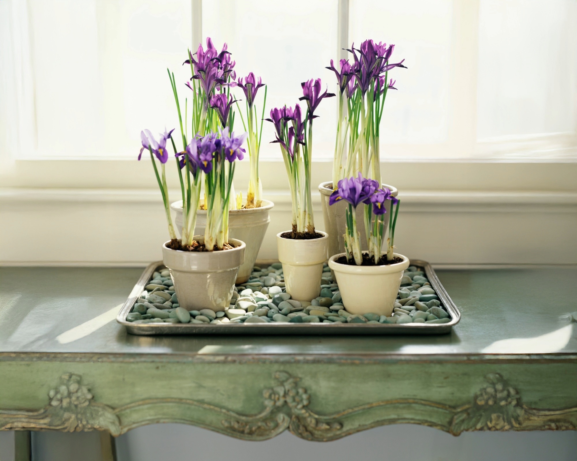 Purple irises on a pebble tray