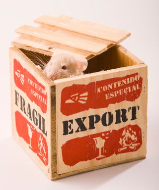 Mouse in a shipping box
