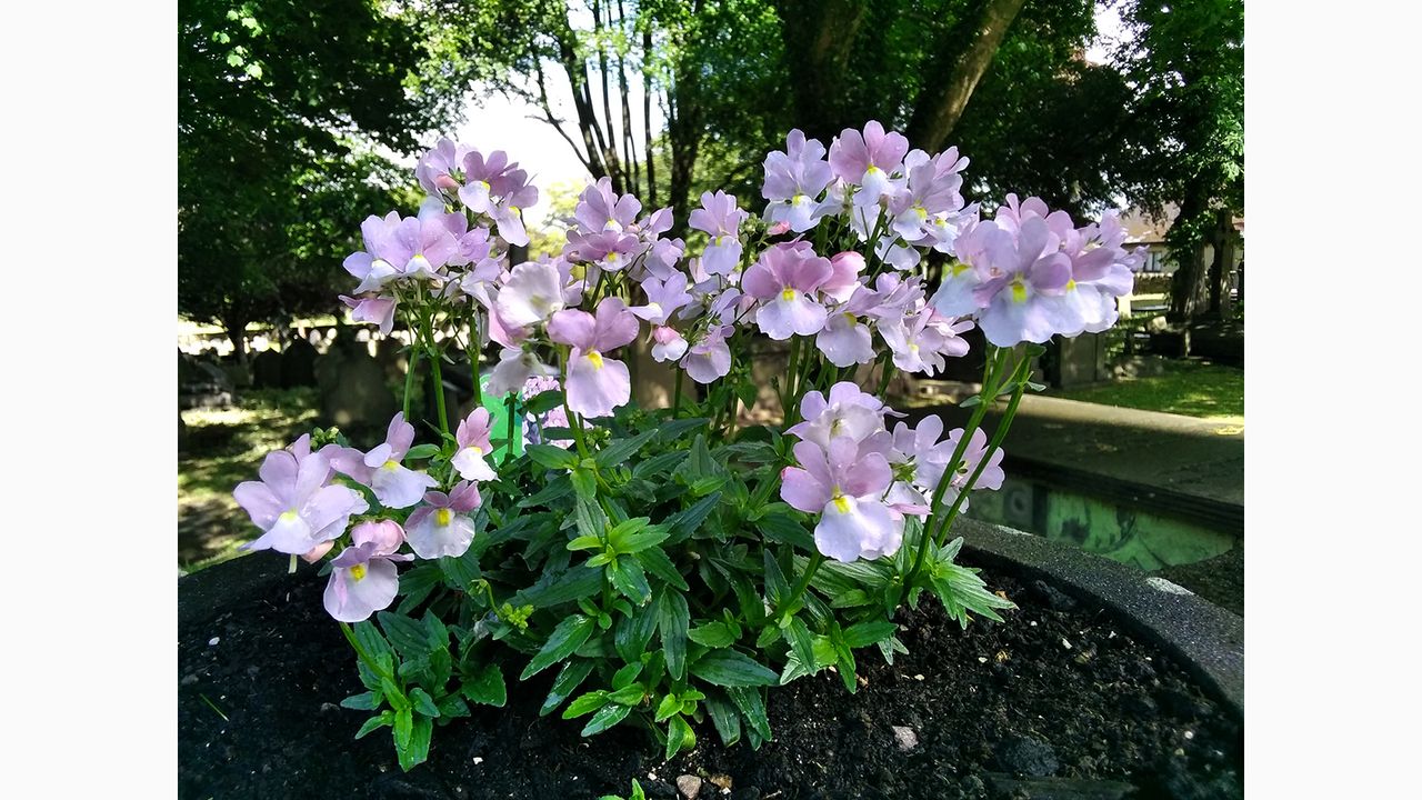 Nokia 1.3 camera sample