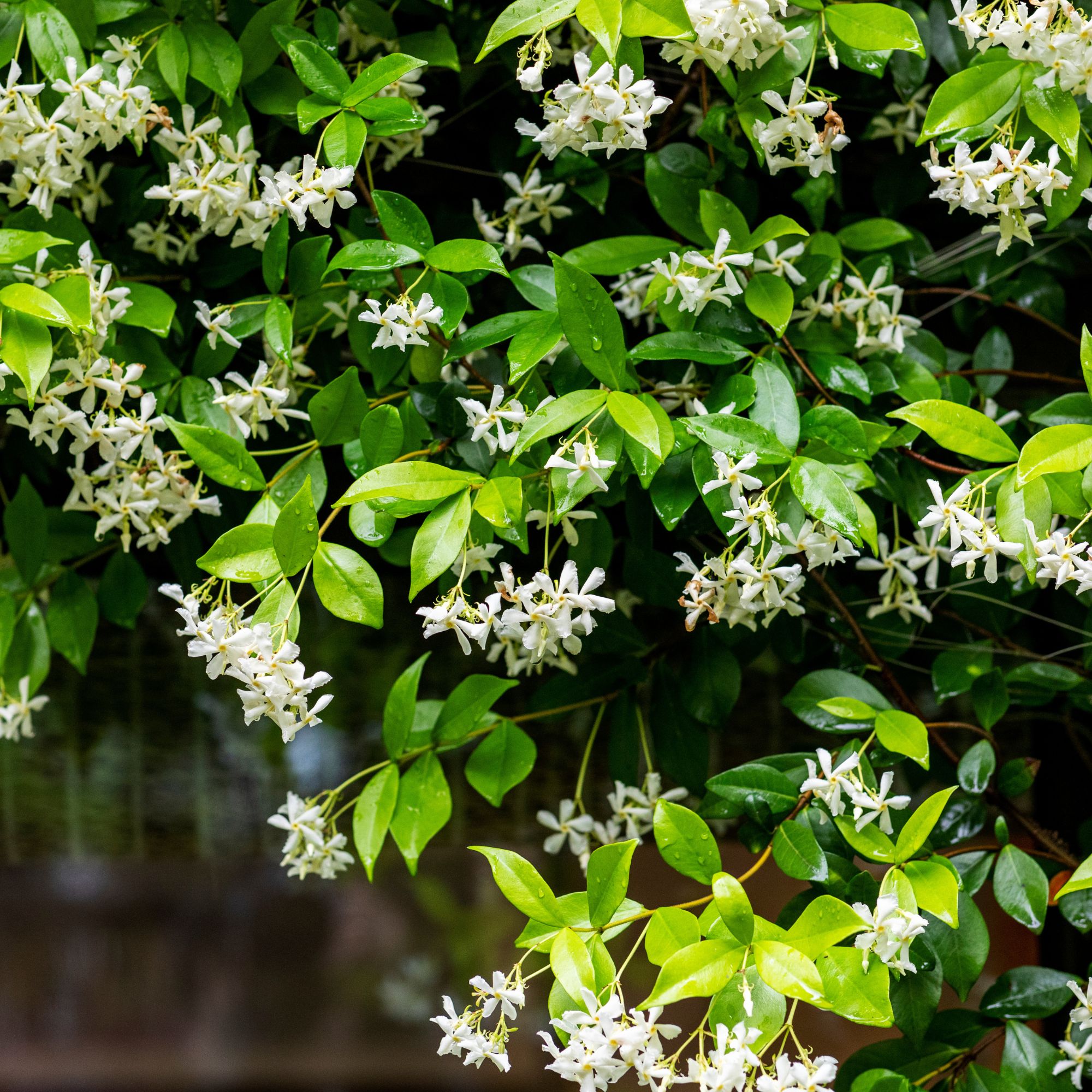 star jasmine garden screening