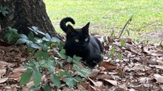 Pepper in the yard of his home in Gainesville, Florida.