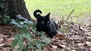 Pepper in the yard of his home in Gainesville, Florida.