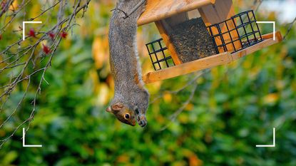 picture of squirrel eating out of a bird feeder in a tree to demonstrate why you may need to know how to keep squirrels out of your garden