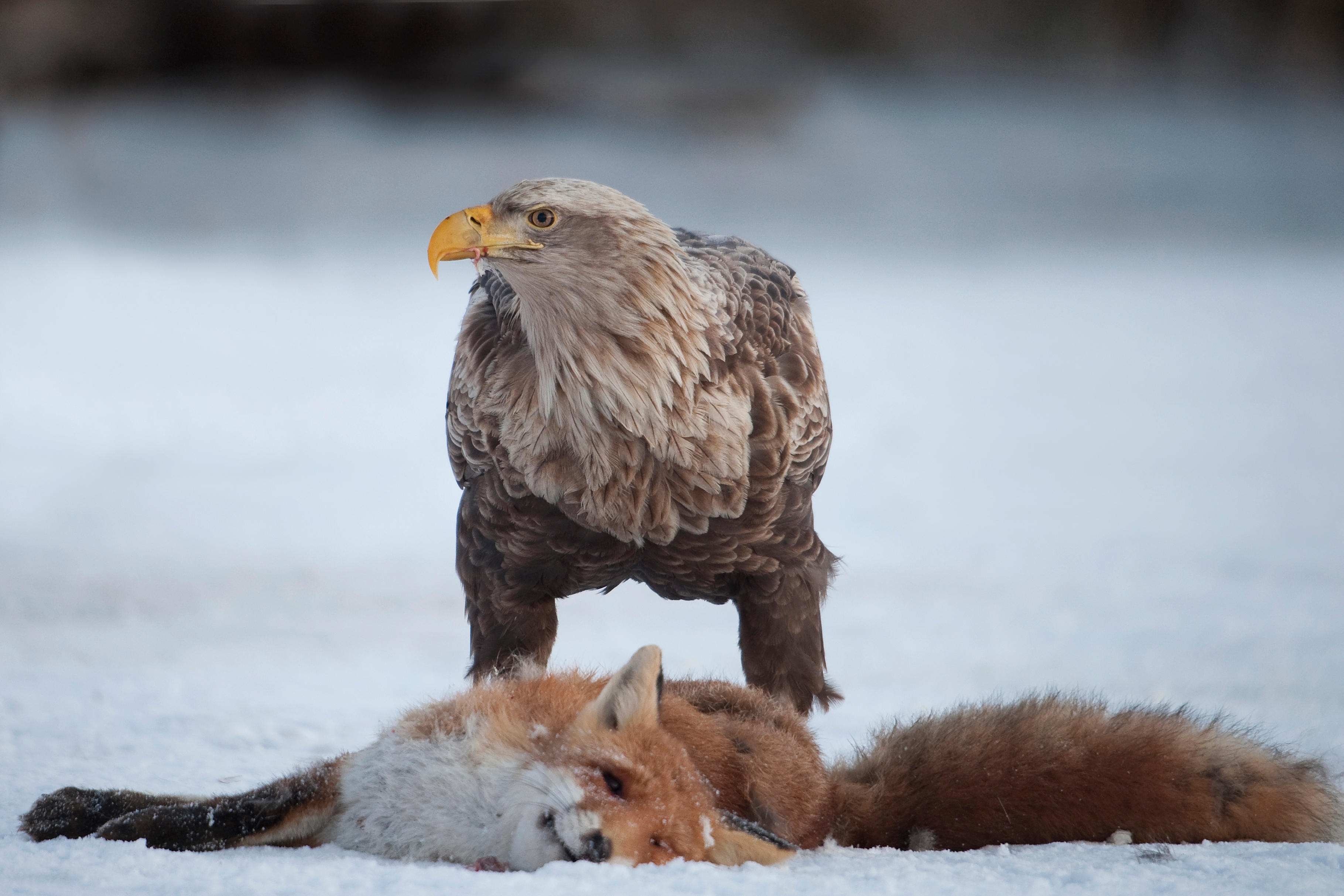 A white-tailed eagle feeds on the carcass of a fox