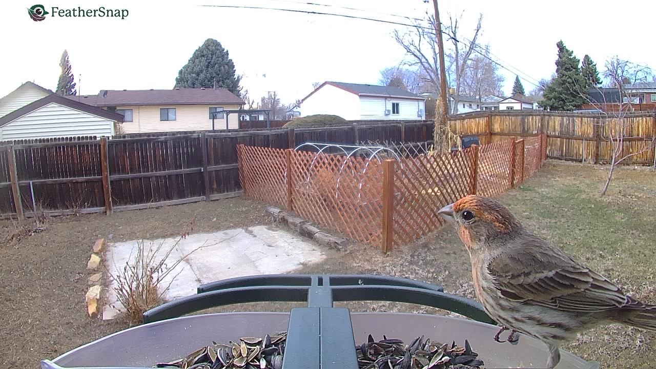 Example shots from the Feathersnap Scout Bird Feeder.