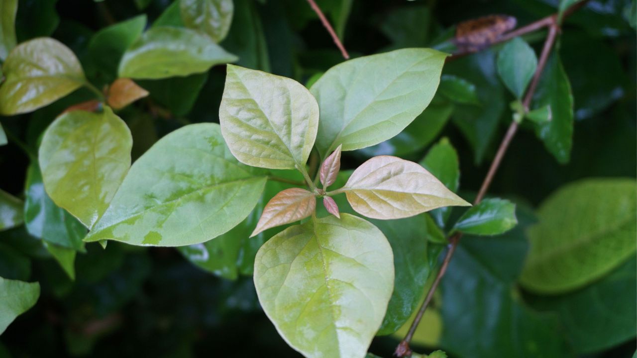 Bougainvillea not blooming