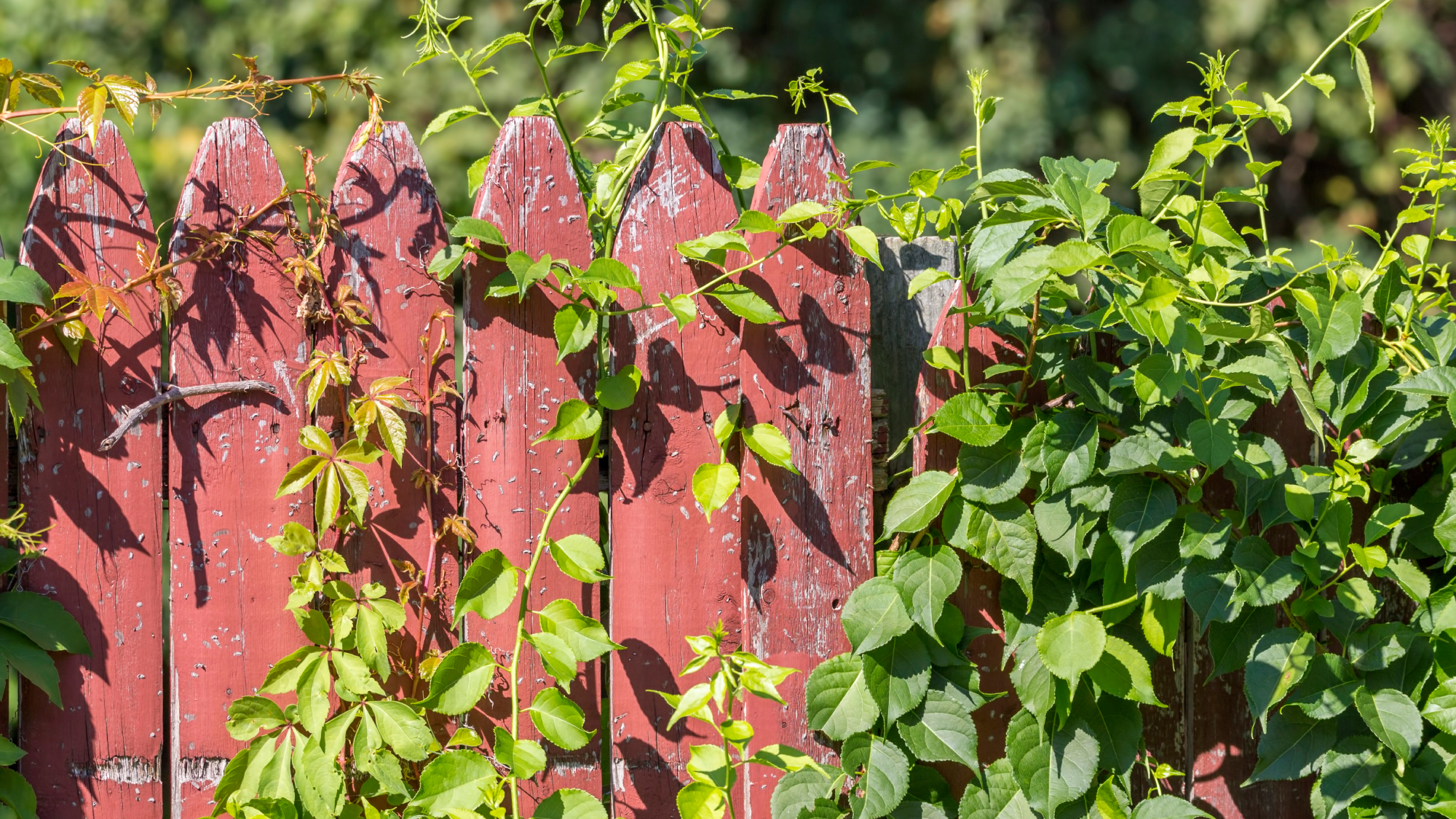 Weeds growing over fence