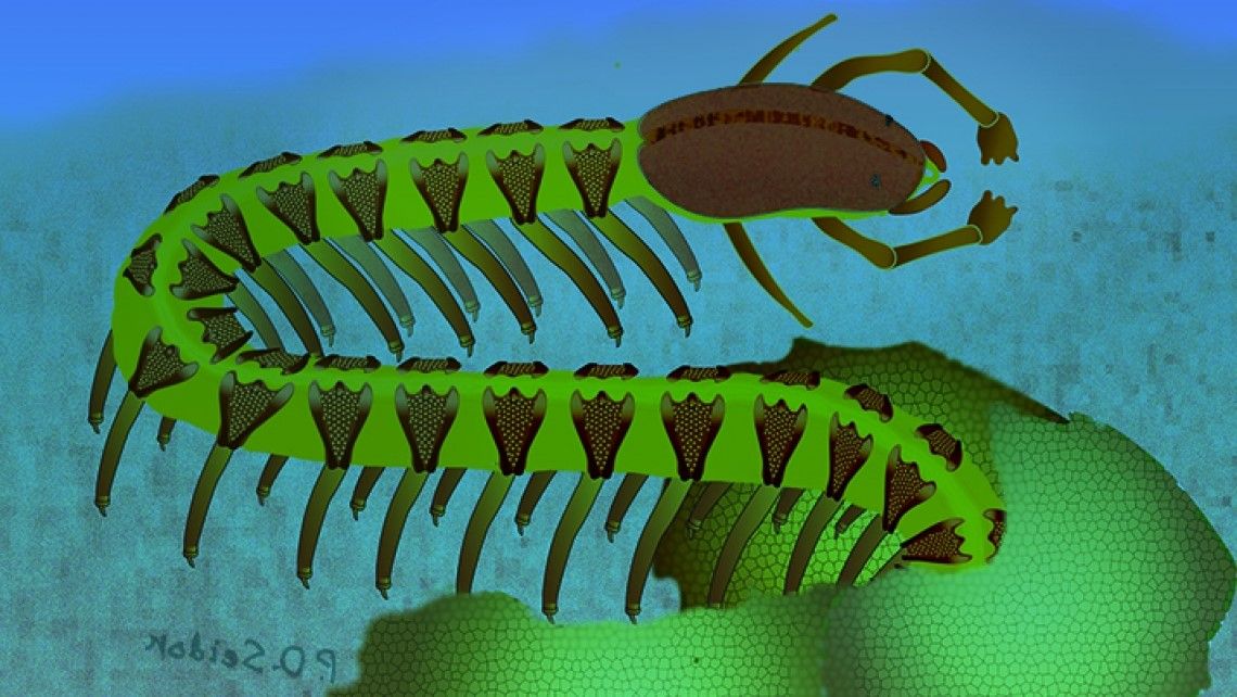 The First Brain Fossilized brain of 525 million-year-old deep sea worm likely the ...