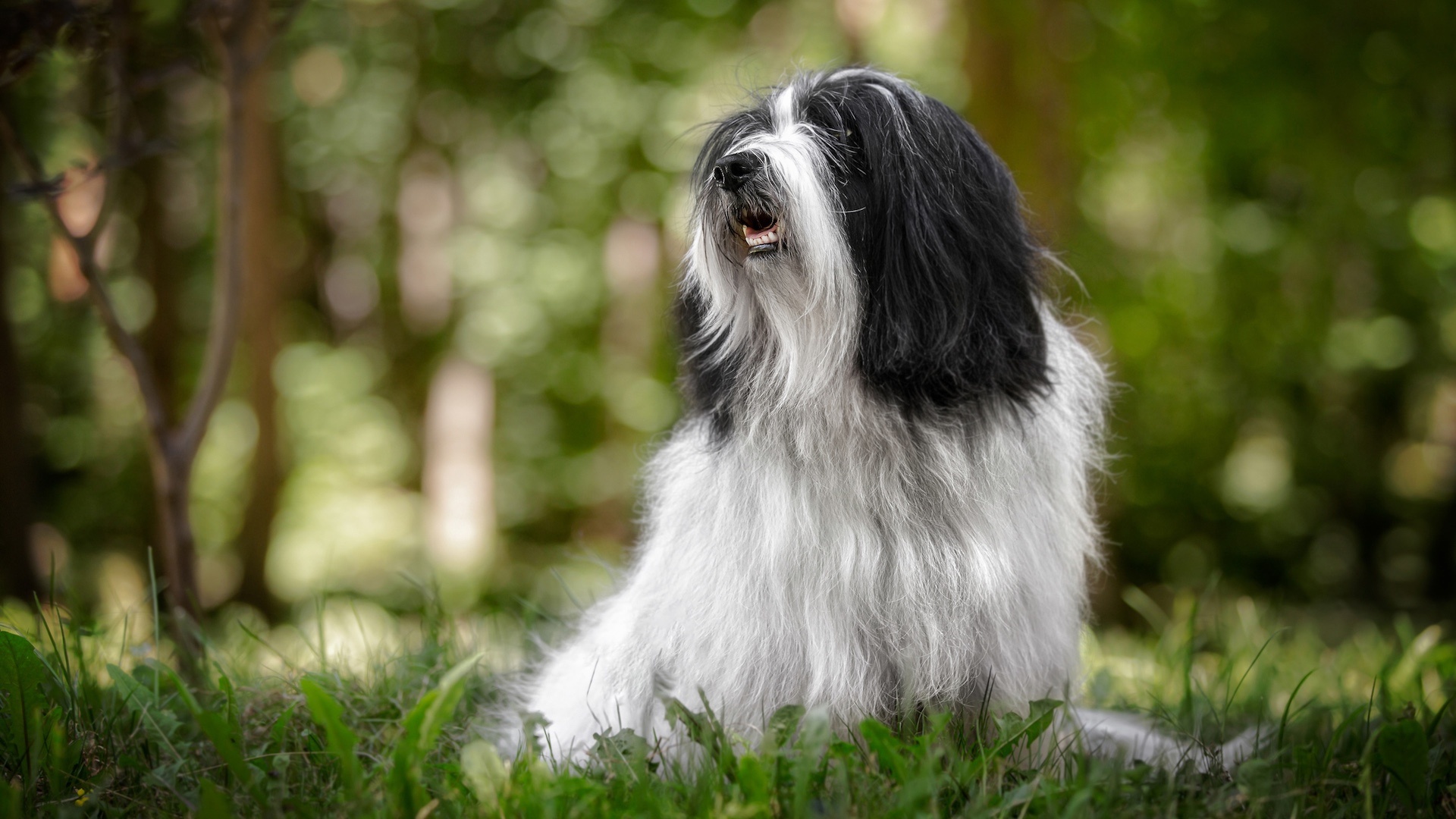 Black and white tibetan terrier sitting in woodland