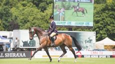 A retrained racehorse winning a showing championship at hickstaed