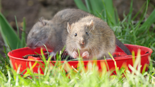 Rats in bowl in garden