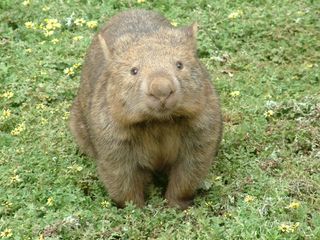 Wombats are badger-sized burrowers and the closest living relative to koalas.