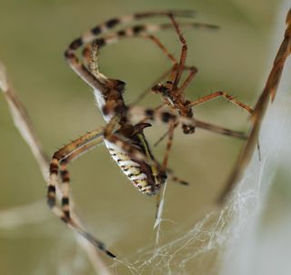 The sexually cannibalistic female <i>Argiope bruennichi</i> and her much smaller mate.