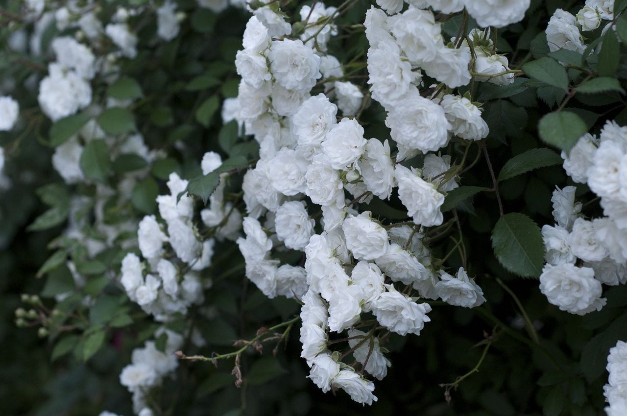 Outdoor Parade Rose Bush