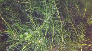 Hydrilla plant