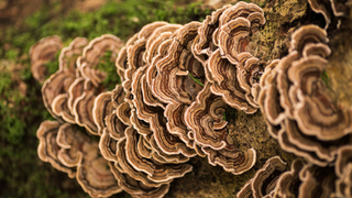 Turkey tail mushrooms growing on a tree stump