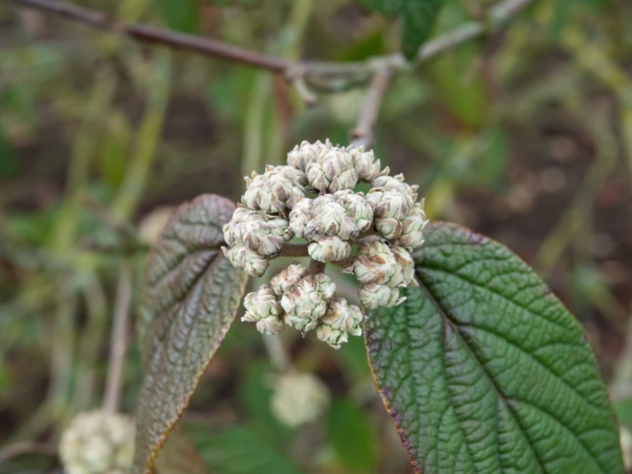 Leatherleaf viburnum flower buds growing on a tree