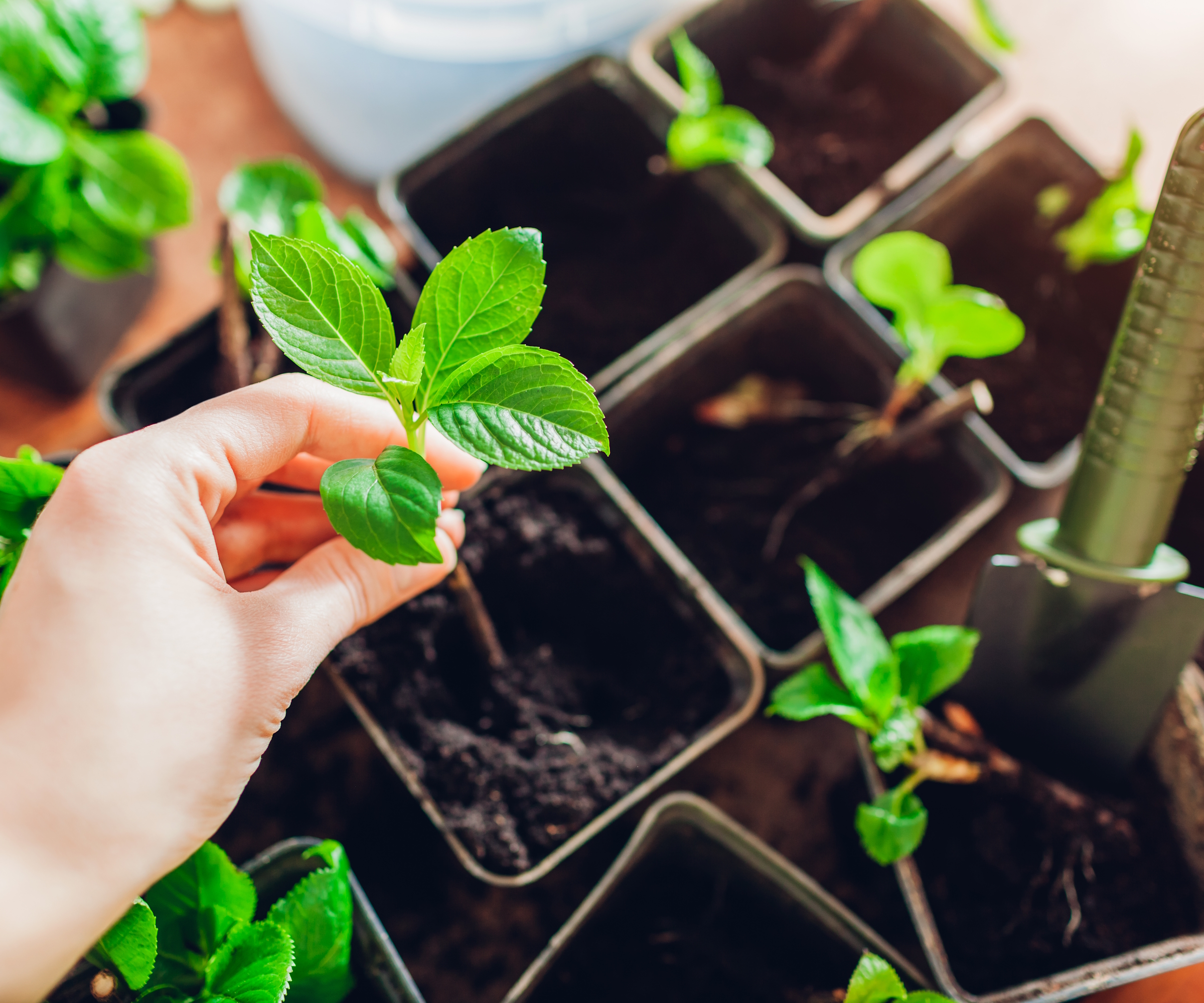 A gardener is potting bigleaf hydrangea cuttings into pots filled with compost