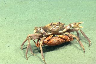 A pair of mating red crabs