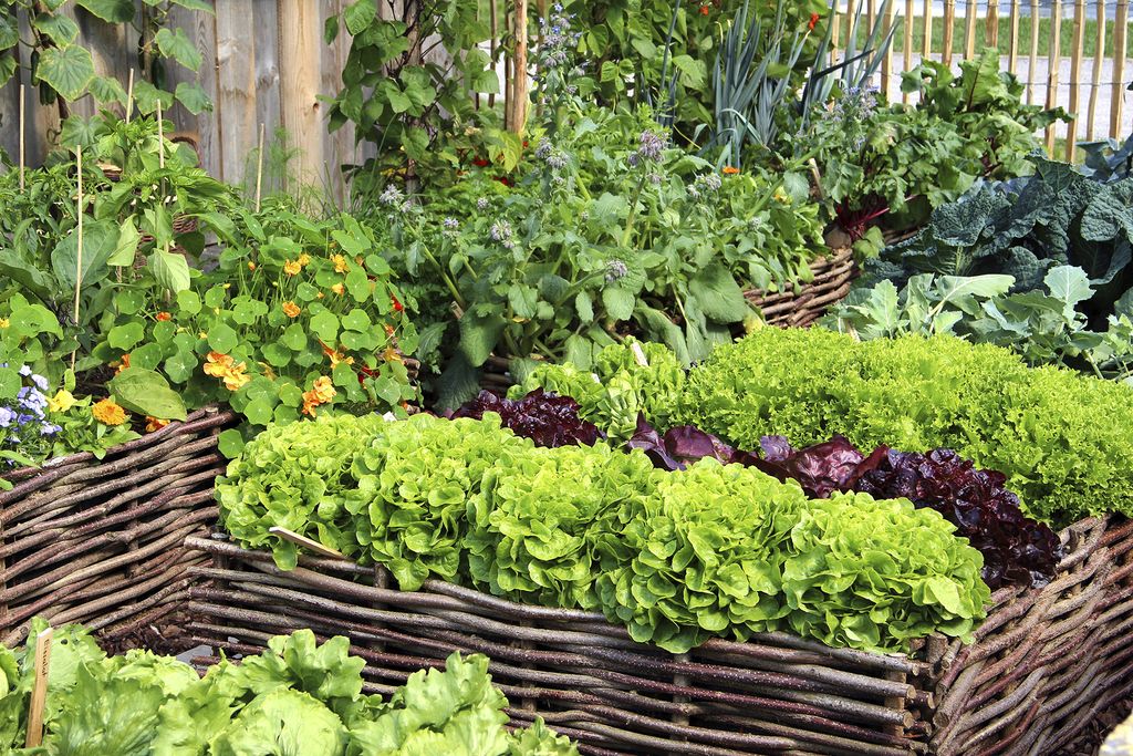 What can you grow in raised garden beds? Homes & Gardens
