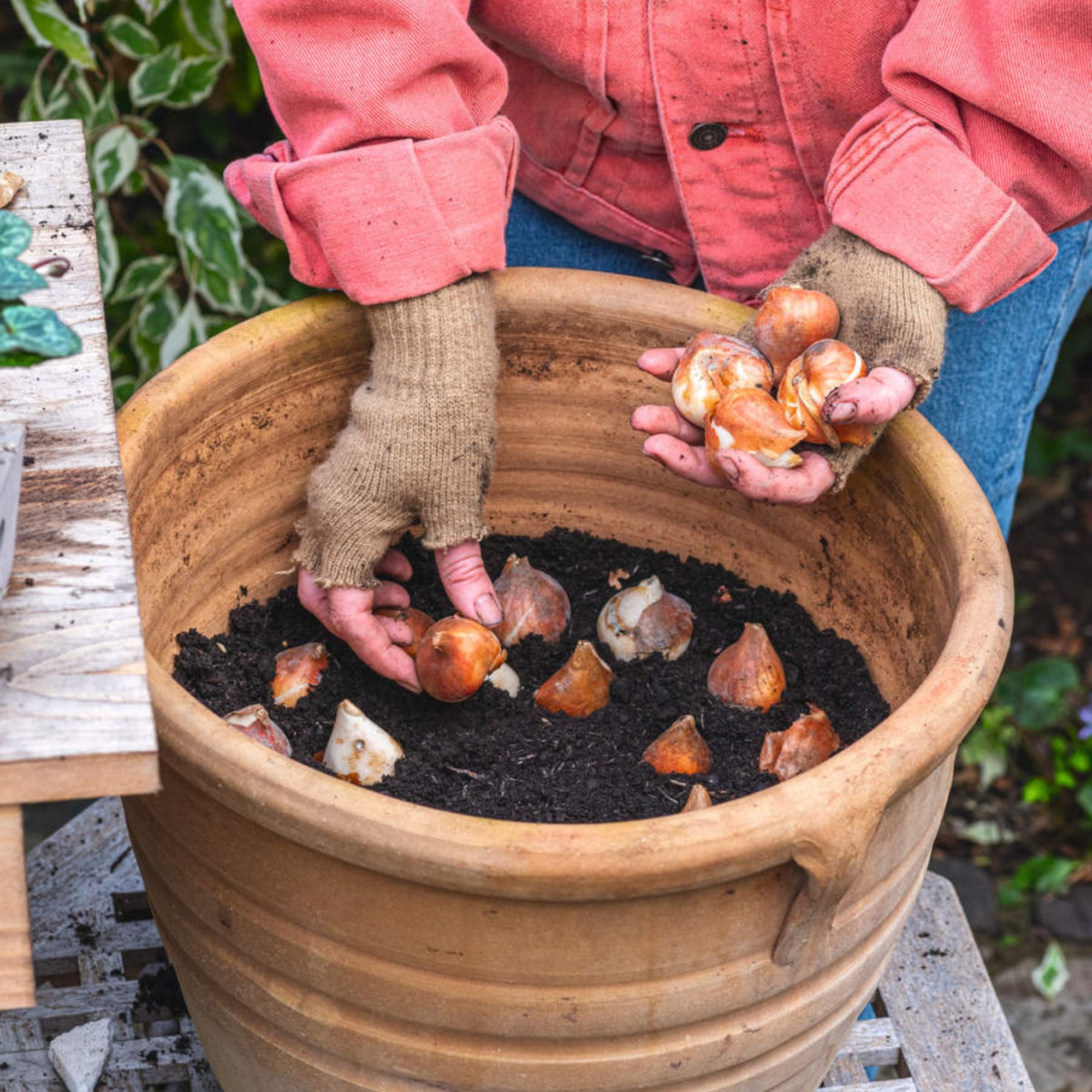 bulb planting in terracotta pot