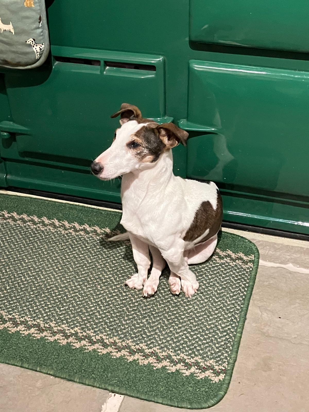 A Jack Russell sitting infront of a green Aga