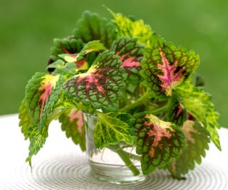 Talee di coleus con foglie grandi e variegate in tonalità di rosso, verde chiaro e giallo.