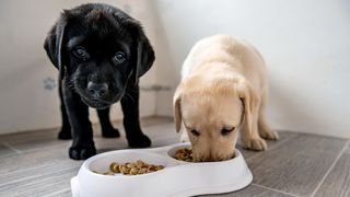 which dog food is best