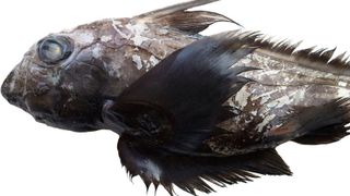 Side profile of the new species of ghost shark found in Thailand; brown skin, feathered fins and a long rat-like tail.